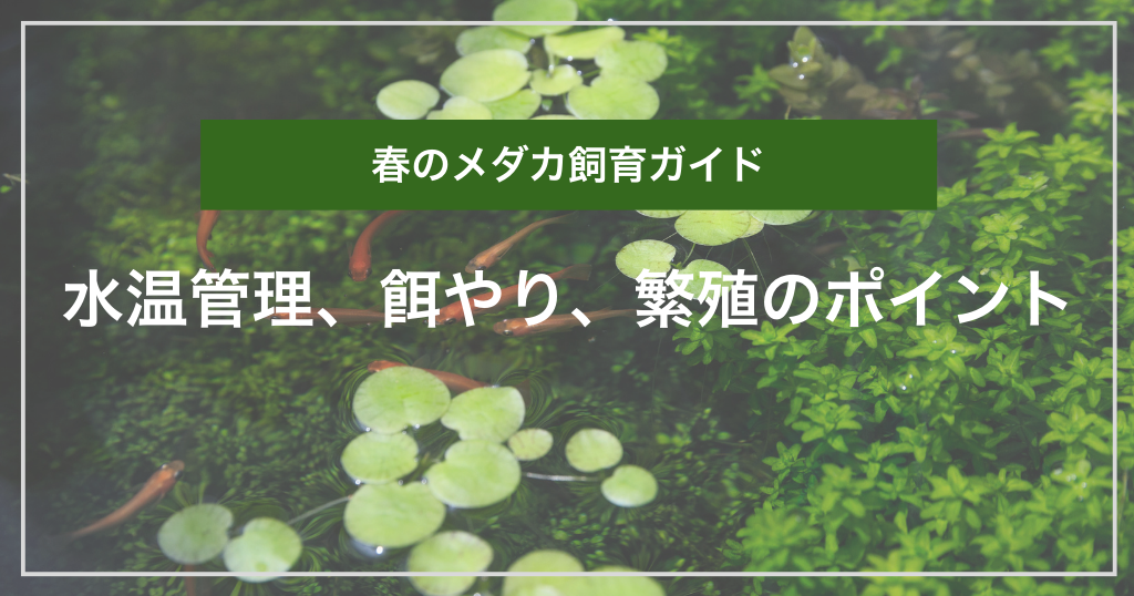 春のメダカ飼育ガイド|水温管理、餌やり、繁殖のポイント